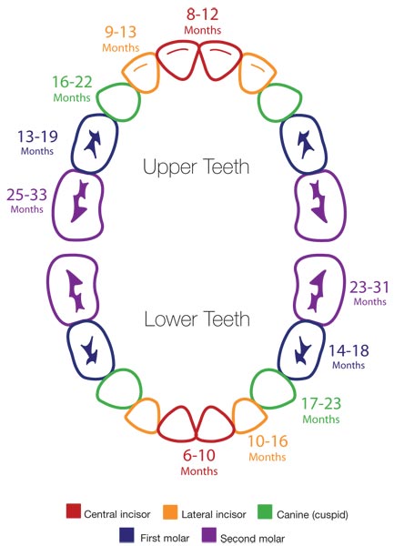 how old are babies when their teeth come in