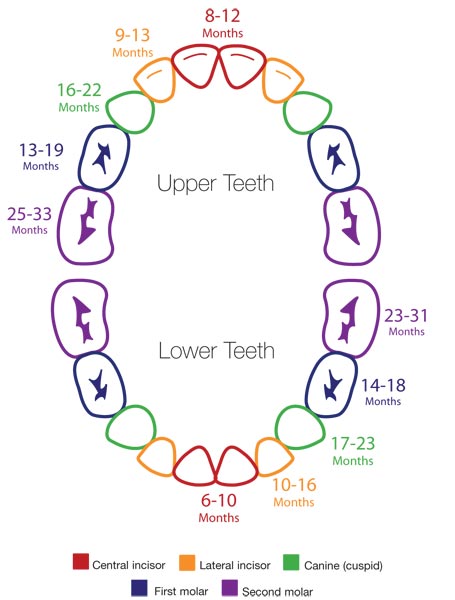 baby teeth come out first